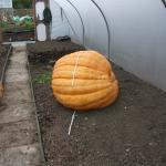 DSCF5884
