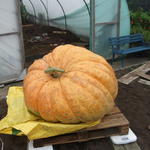 DSCF5966
