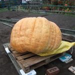 DSCF5968