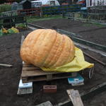 DSCF5973