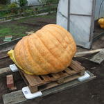 DSCF5979