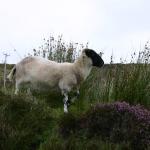 Skyesheep