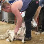 Shearing Competition