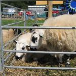 Welsh Hill Speckled Face