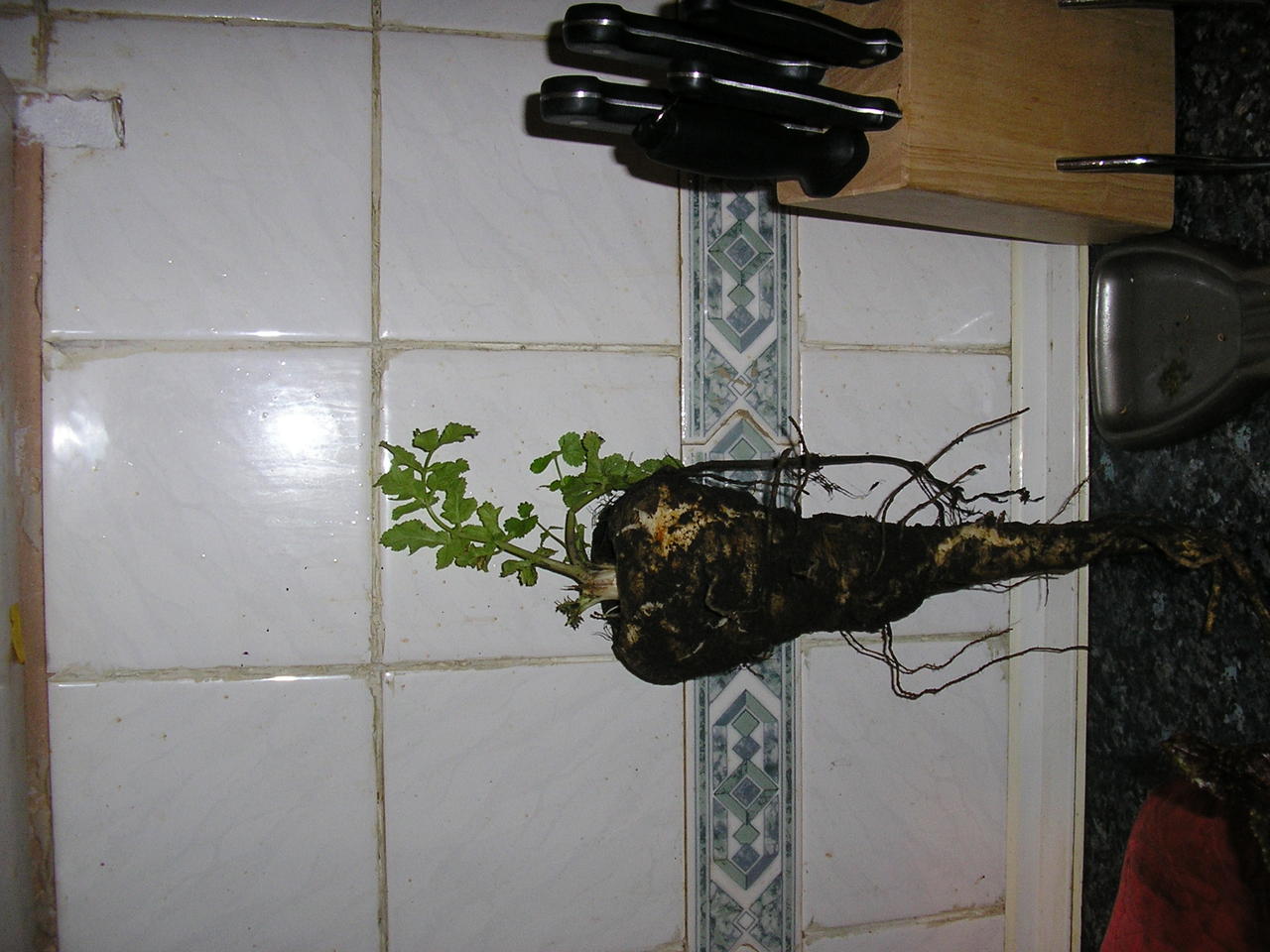 Lottie October 0 003