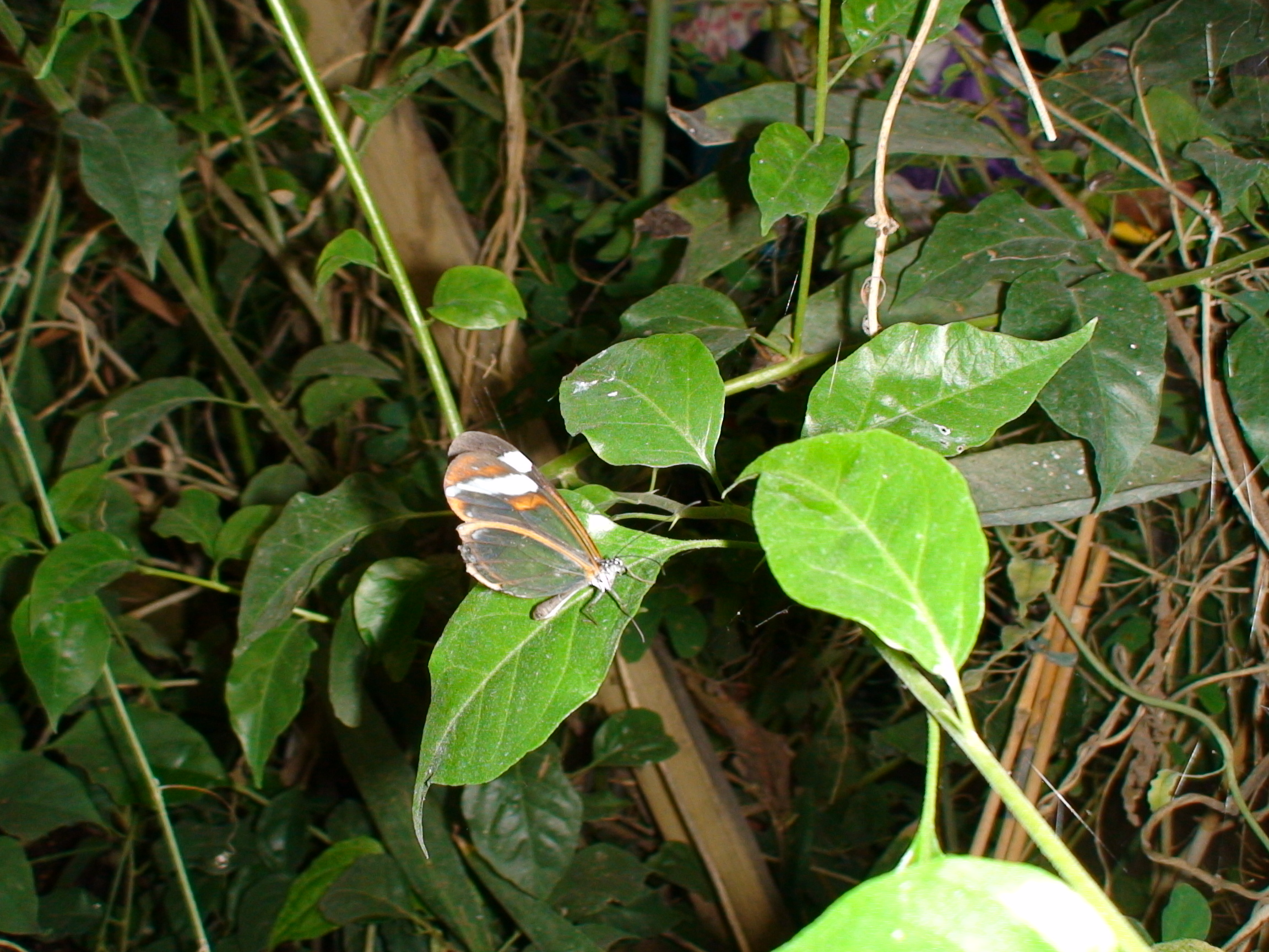 DSC00226.JPG
