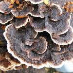 Trametes versicolor3