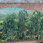 bigtoms