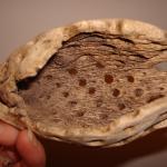 beachcombing 004.jpg