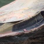 whale photos 002.jpg