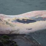whale photos 004.jpg