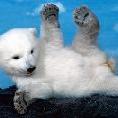 bearbaby.JPG