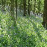 Bluebells on Betty Price