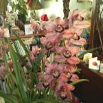 Photo-0038_cymbidium