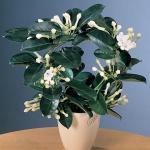 Stephanotis