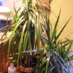 Houseplants 4 001
