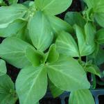 broadbean Dec 08