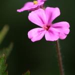GERANIUM