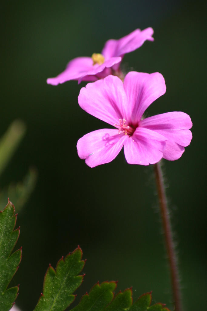 GERANIUM