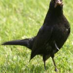 BLACKBIRD