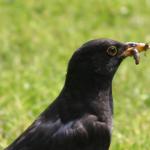 BLACKBIRD1