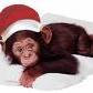 christmas monkey