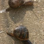 SNAIL2