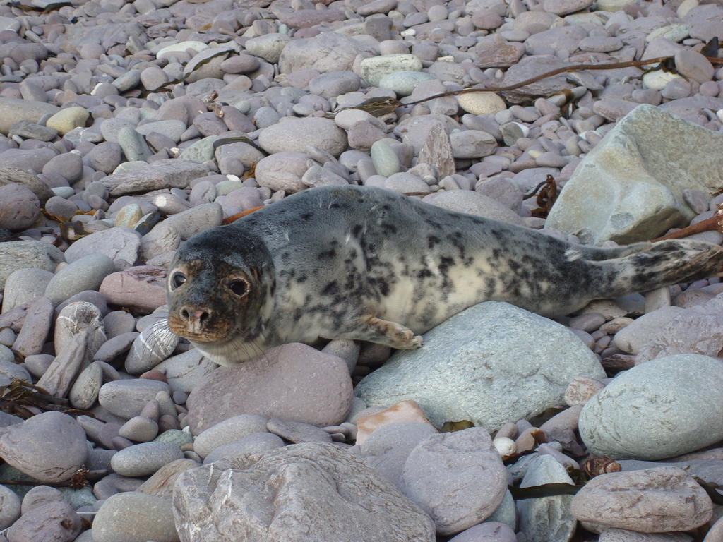 baby seal 004.jpg
