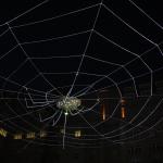 The Spider 1