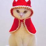christmas_cat_1a