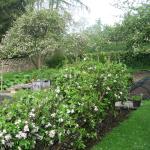 Apple Blossom