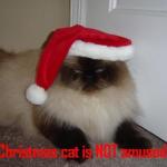 christmas_cat_5