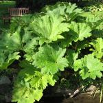 Gunnera manicata