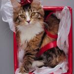 christmas_cat_8