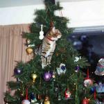 ChristmasTreeCat