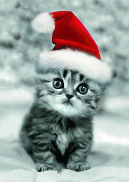Christmas_Kitten_7