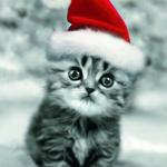 Christmas_Kitten_7