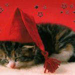 christmas_kitten