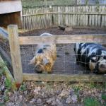 Stepping Stones Farm 001