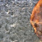 Stepping Stones Farm 005