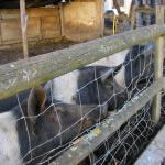 Stepping Stones Farm 006