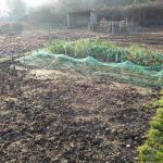 leeks and winter onions