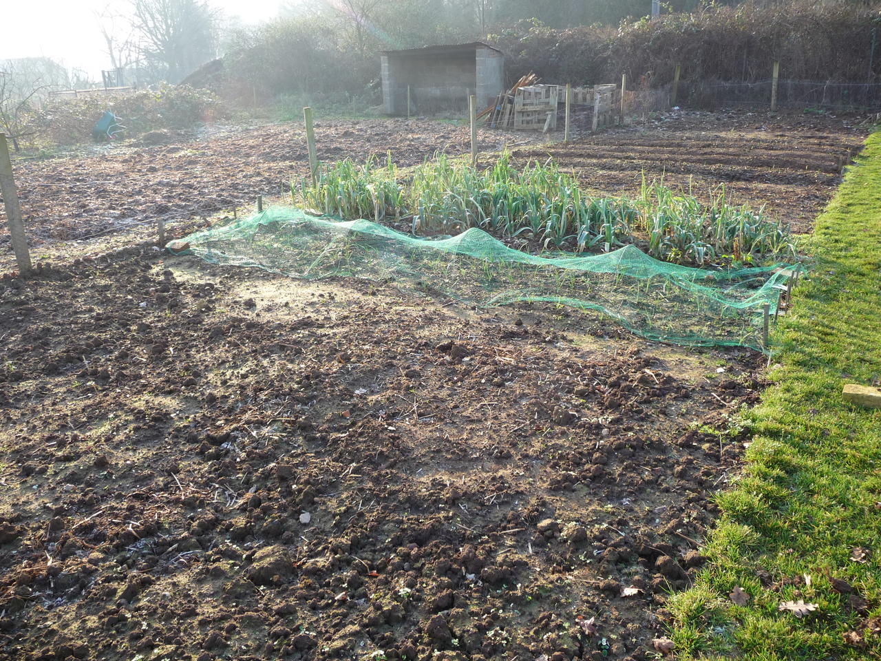 leeks and winter onions