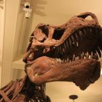 Tyrannosaurus rex