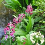 Candelabra Primulas