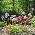 Darmera peltata Flowers