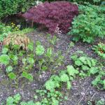 Bog Plants