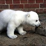 _42705299_knut5_getty_gal