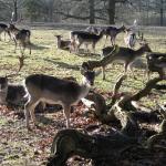 Fallow Deer Herd