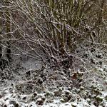 Winter5